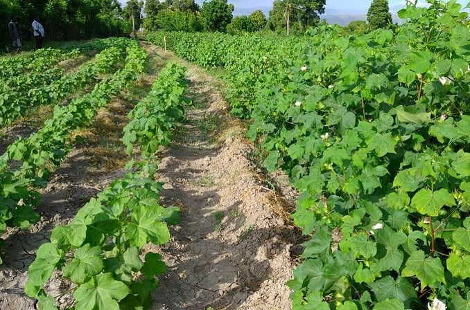 First Cotton Flowering in Haiti, Haiti Sustainable cotton, timberland, sfa, smallholder farming, the growing dutchman, chris kaput -1