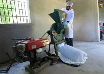 Moringa Leaf powder processing smalholder farmers women cooperative afasdah the growing dutchman sustainable agriculture reforestation Haiti