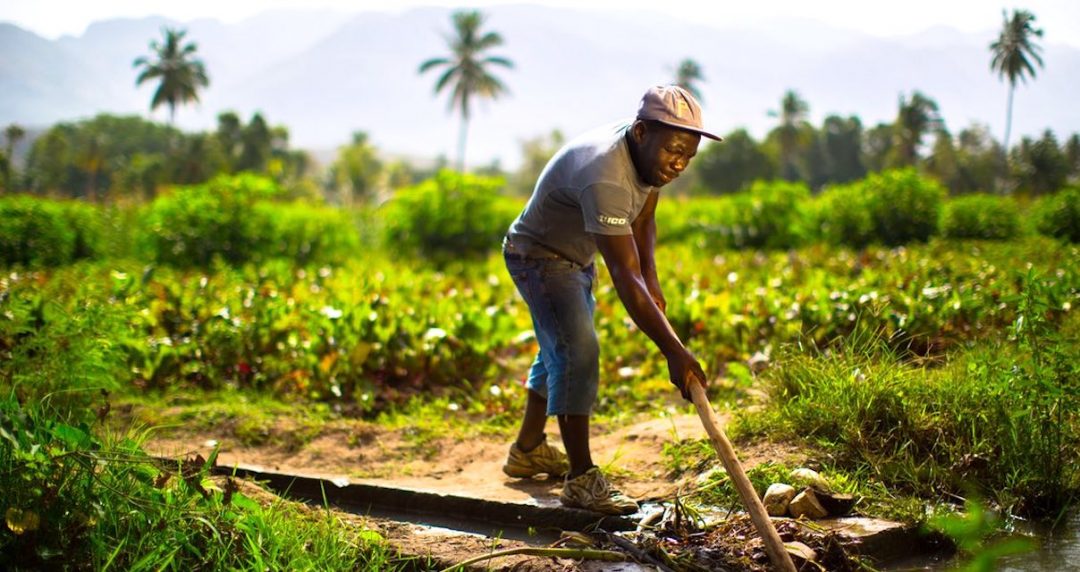 Haiti Cotton Study Featured in The Guardian! The Growing Dutchman
