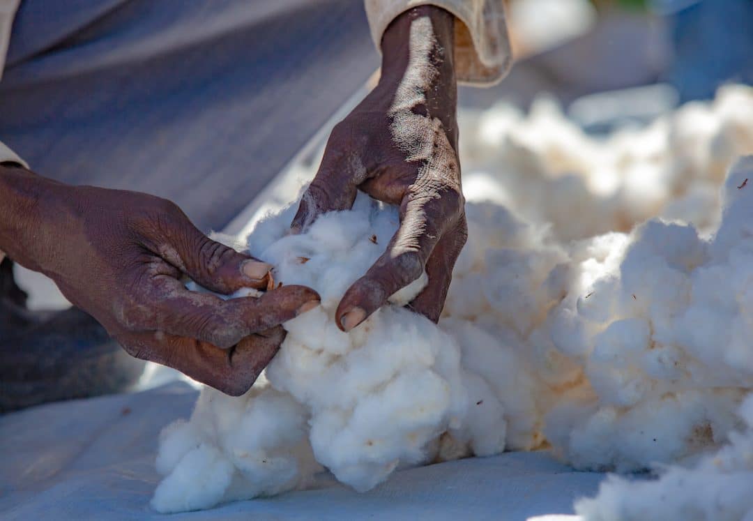 Growing Cotton in a Fair, Sustainable Way A Few Thoughts on the Haiti Cotton Project The